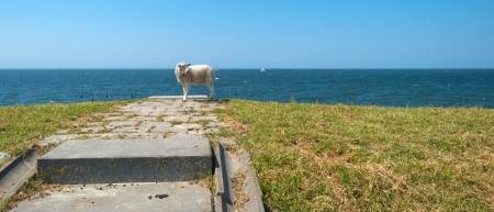 Sheep standing on top of a dam along a lakeの写真素材