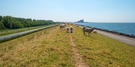 Sheep grazing on a dam along a lake in springの写真素材