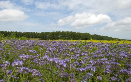 Wild flowers blooming in a field in springの写真素材