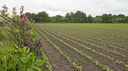 Vegetables and flowers on a field in summer