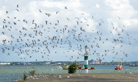 Birds flying over a dike in summer
