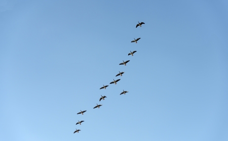 Geese flying in formation through a blue skyの写真素材