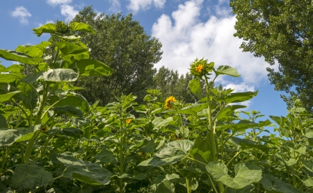 Sunflower blooms in summerの写真素材