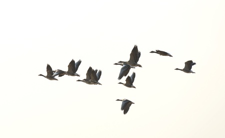 Flock of geese flying in summerの写真素材