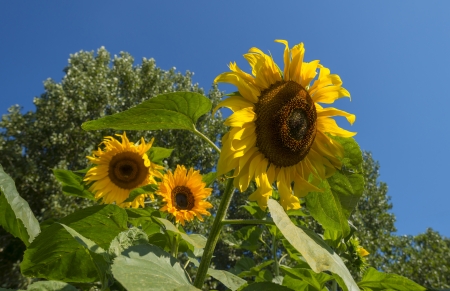 Sunflower blooms in summerの写真素材