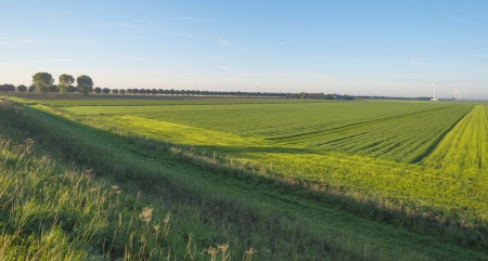 Wind turbines in a field in sunlightの写真素材