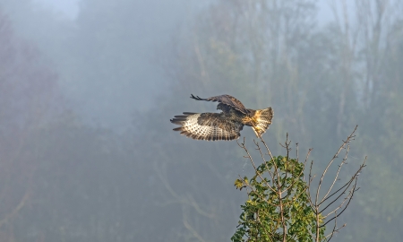 Buzzard flying from a tree at dawnの写真素材