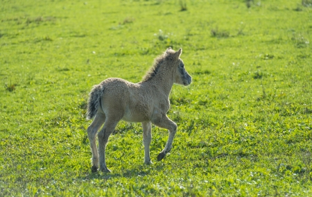 Wild Konik foal in a sunny meadow at fall