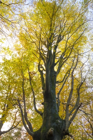 Canopy of a beech in sunlight at fall
