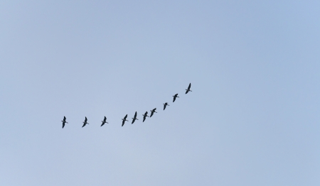 Wild geese flying in the sky in winterの写真素材