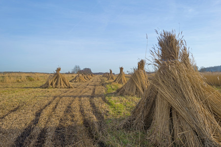 Bundled common reed on a field in winter