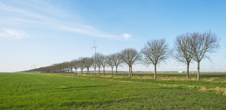 Trees along farmland in winter