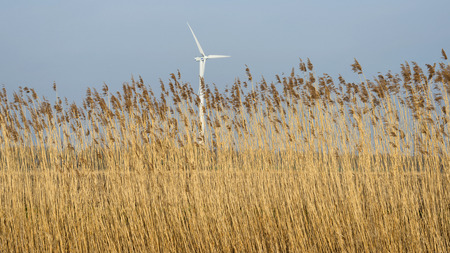 Reed bed along a windmill in winter