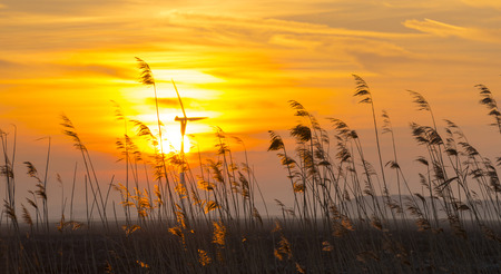 Sunrise over reed in a field in winterの写真素材