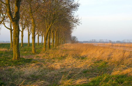 Trees in winter in the light of sunriseの写真素材