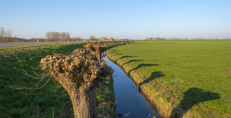 Row of pollard willows in winterの写真素材