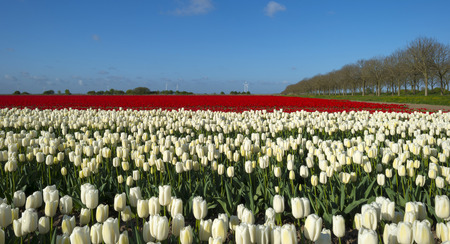 Agriculture with flowers in springの写真素材