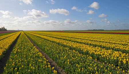Agriculture with flowers in springの写真素材
