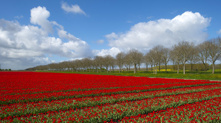 Bulb fields in the countryside in springの写真素材
