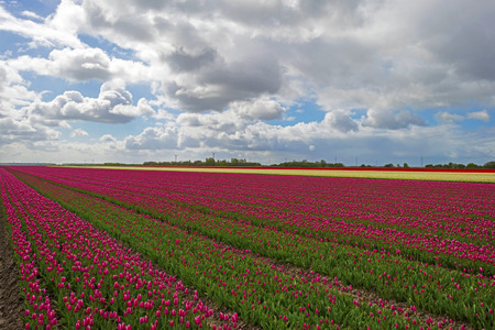 Agriculture with flowers in springの写真素材