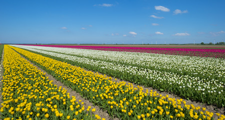 Agriculture with tulips in springの写真素材