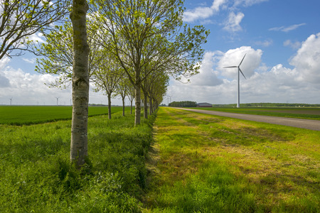 Row of trees along a road in spring