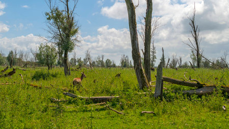 Red deer in a sunny field in spring