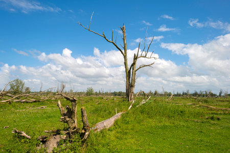 Dead tree in a field in a sunny springの写真素材