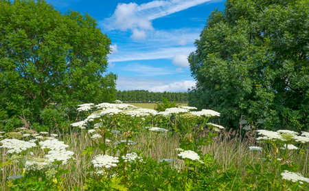 Hogweed growing in nature in springの写真素材