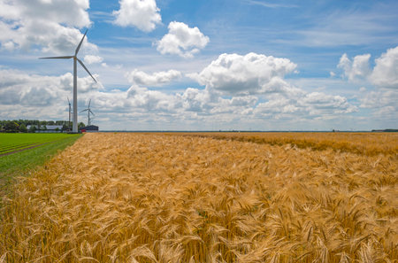 Corn growing on a field in springの写真素材