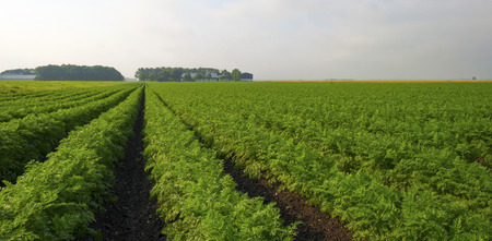 Carrots growing on a field in summerの写真素材