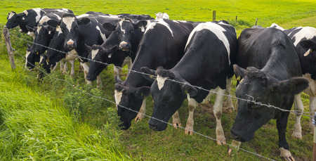 Cows in a meadow in summer