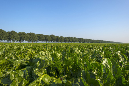 Turnip growing on a field in summer