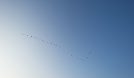 Geese flying in a clear sky at dawnの写真素材