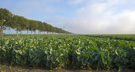 Brussels sprout growing in a field at fallの写真素材
