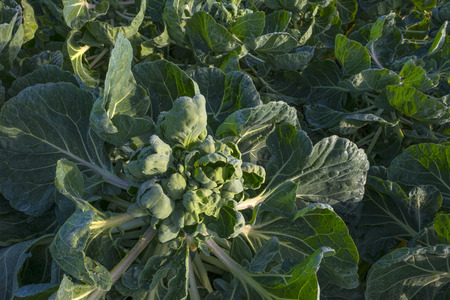 Brussels sprout growing in a field at fallの写真素材