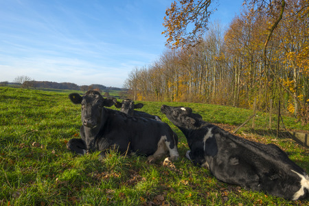 Cows in a hilly meadow at fallの写真素材