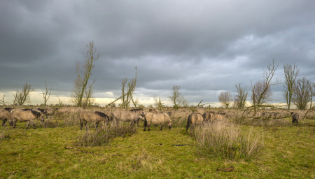 Deteriorating weather over horses in autumnの写真素材