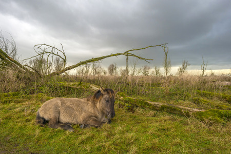 Deteriorating weather over a horse in autumnの写真素材