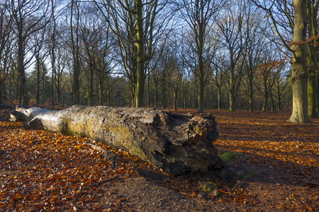 Sunrise in a beech forest in winter