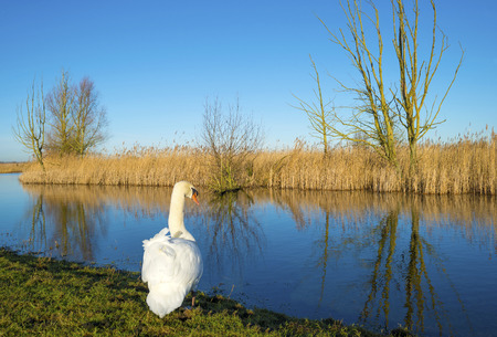 Swan on the shore of a lake in winterの写真素材