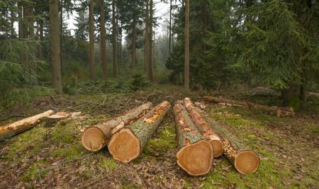 Timber in a pine forest in winterの写真素材