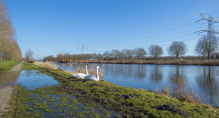 Swans on the shore of a sunny canal in winterの写真素材