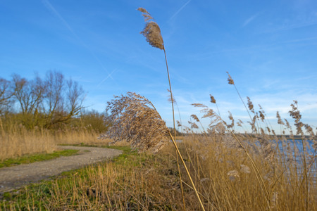 Reed along the shore of a lake in winter
