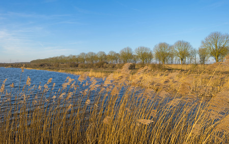Reed along the shore of a lake in winter