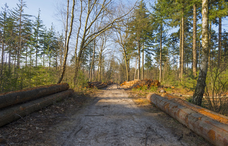 Timber in a pine forest in winter