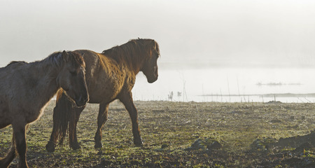 Wild horses on the shore of a lake in winterの写真素材