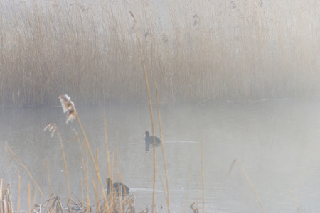Coot swimming in a misty lake in winterの写真素材