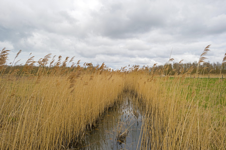 Stream through shores with reed in springの写真素材