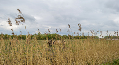 Koniks in a field in spring under a cloudy skyの写真素材